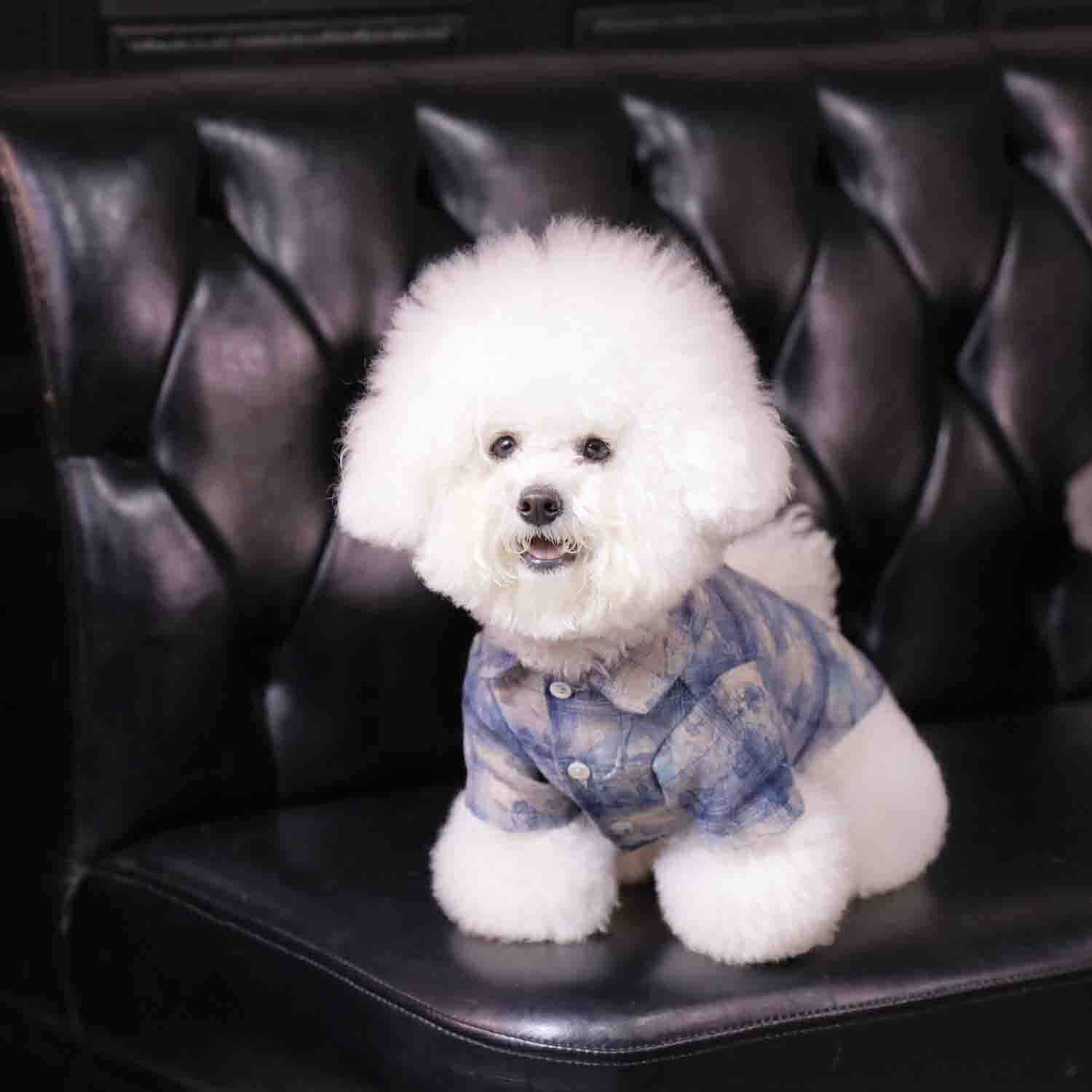 ๐ถ"PawsCube Pet Shirt - Breathable and Skin-friendly, Fashion Print, Street Style, Scratch-resistant, Suitable for Dogs/Cats"